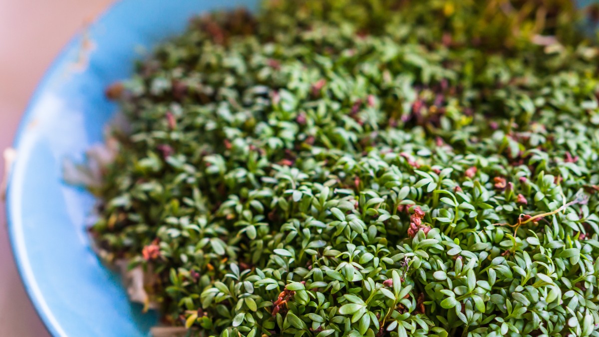 cress placed