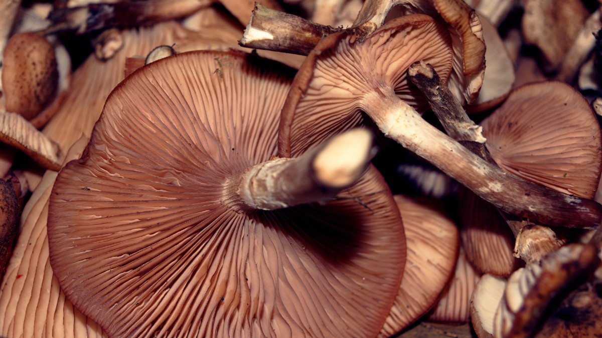 mountain mushrooms