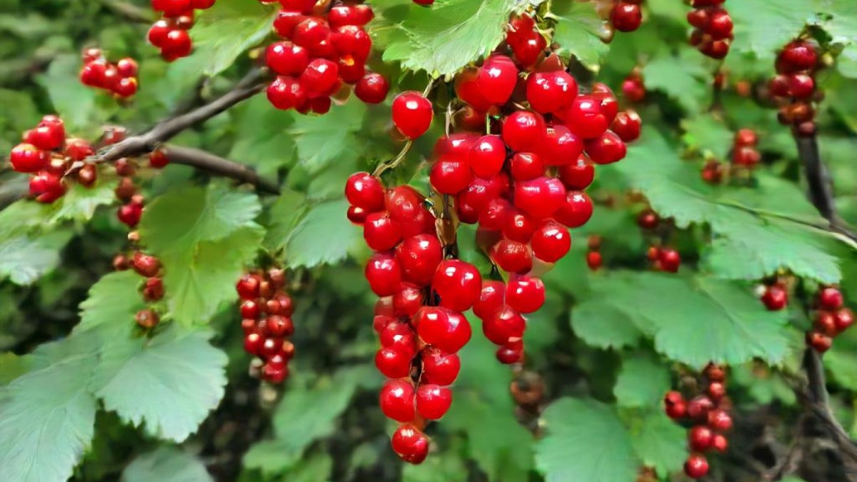 red berries